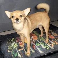 میکس وماده میکس شی واوا با پامر|سگ|تهران, سهروردی|دیوار