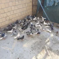 کبوتر اصفهانی|پرنده|خمینیشهر, |دیوار