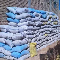 کود کبوترر وحش شی|خدمات باغبانی و درختکاری|بناب, |دیوار