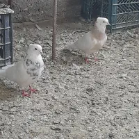 کبوتر‌طوقی