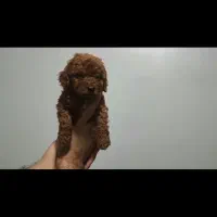 توی پودل دارک