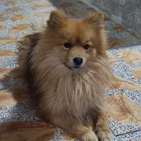 پامرانین خرسی نر