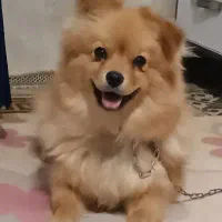 سگ پامرروباهی|سگ|مشهد, قائم|دیوار