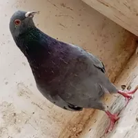 کفتر.نر سبز روزگاری|پرنده|اصفهان, ولدان|دیوار