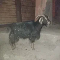 یک عدد بره ویک بز .هر دو باهم ۲۲میلیون میدم|حیوانات مزرعه|چاراویماق, |دیوار