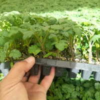 تولید و عرضه انواع نشا صیفی‌جات