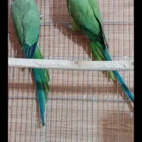 طوطی ملنگومولد معاوضه باگرینچیک. گلدین. قناری|پرنده|مشهد, شهید قربانی|دیوار