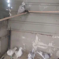 کبوتر|پرنده|تهران, والفجر (افسریه)|دیوار