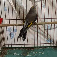سهره ماده|پرنده|کرج, کمال‌شهر|دیوار