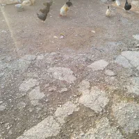 ده مرغ و محلی  با یه دونه خروس