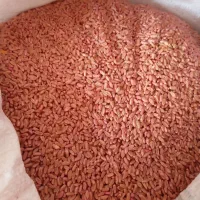 گندم مهرگان بوجاری شده