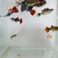 ماهی گوپی بیگ ایر|ماهی|شهرضا, |دیوار