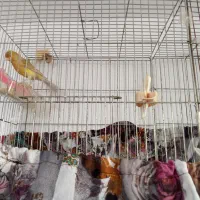 قناری نر بخون|پرنده|شهریار, شهریار|دیوار