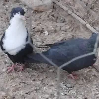 کبوتر  ریش کاکل|پرنده|کرباسک, |دیوار