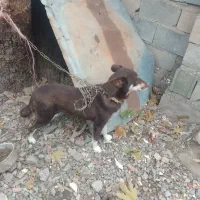 فروش سگ پاکوتاه نگهبان