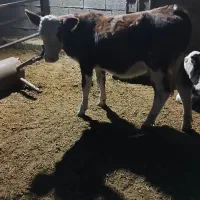 فروش فوری گوساله ماده زیربر|حیوانات مزرعه|شیراز, بید زرد|دیوار