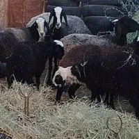 قوچ شال ۲ساله و میش و بره شال