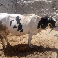 گاو شیرده|حیوانات مزرعه|شیروان (خراسان), |دیوار