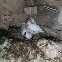 حدود 13.14عدد کبوتر تزیینی.وپلاکی ونک