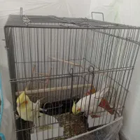 عروس هلندی|پرنده|مشهد, چهنو|دیوار