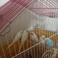 مرغ عشق زیباوخاص|پرنده|شاهین‌شهر, شهرک ردانی پور|دیوار