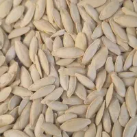 تخمه زبون ماری