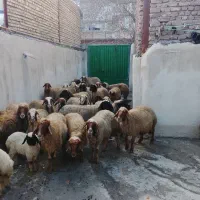 میش|حیوانات مزرعه|فیروزآباد (لرستان), |دیوار