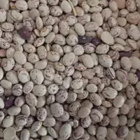 لوبیا چیتی بذری ( به حال خود )