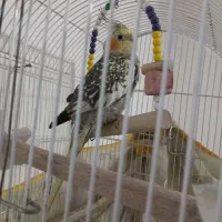 عروس هلندی|پرنده|گلپایگان, |دیوار