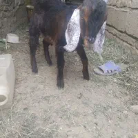 کهر ه نر|حیوانات مزرعه|زاهدان, |دیوار