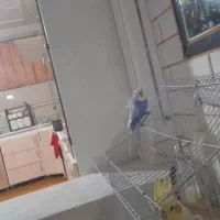 مرغ عشق پروانه ای و مرغ عشق