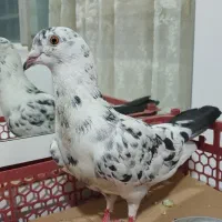 کبوتر