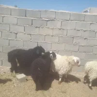 بره|حیوانات مزرعه|قرقری, |دیوار