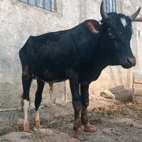 گوساله پایه پروار  گیلک (نر و ماده )