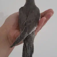 ۲عدد عروس خونگی میزون|پرنده|رشت, پاستوریزه|دیوار