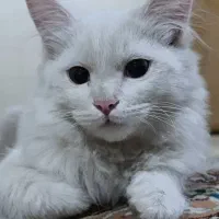 گربه پرشین خانگی