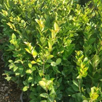 درختچه یاس هلندی|خدمات باغبانی و درختکاری|فلاورجان, |دیوار