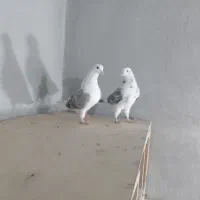 چند جفت|پرنده|گرگان, |دیوار