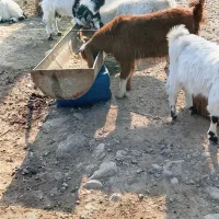 بزغاله چاق سالم|حیوانات مزرعه|علی‌آباد کتول, |دیوار