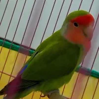 جفت طوطی برزیلی نر و ماده مولد|پرنده|اندیمشک, |دیوار