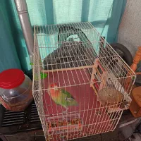 طوطی دستی|پرنده|کرج, استاندارد|دیوار