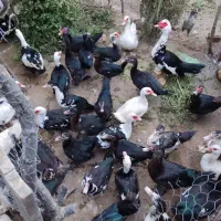 اردک نیمچه دم تخم سالم سرحال|حیوانات مزرعه|بهشهر, |دیوار