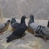 کبوتر پلاکی