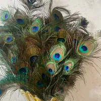 فروش طاووس هندی ۲ساله .پر طاووس|پرنده|یزد, |دیوار