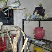 مرغ عشق رینبو مولد ۵۰ جفت اورجینال