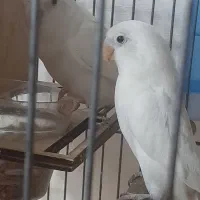 طوطی برزیلی