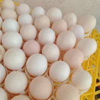 فروش تخم بوقلمون وتخم مرغ جوجه خروس