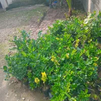 پالم، یوکا، یاس هلندی|گل و گیاه طبیعی|رحیم‌آباد, |دیوار