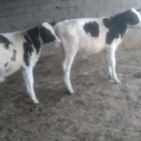 دوعدد گوساله نر بفروش میرسد