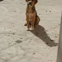 سگ پاکوتاه|سگ|جوادآباد, |دیوار